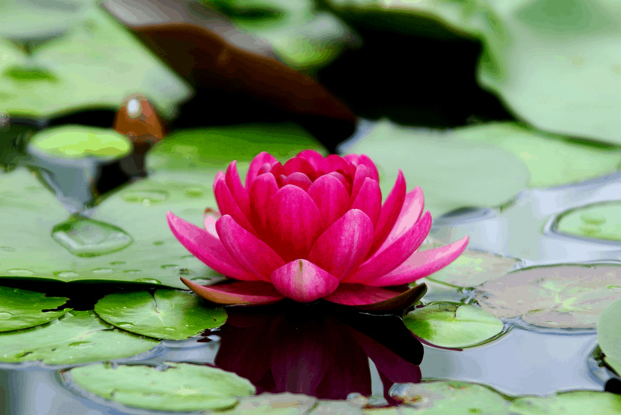 National Symbols of India - Lotus Flower